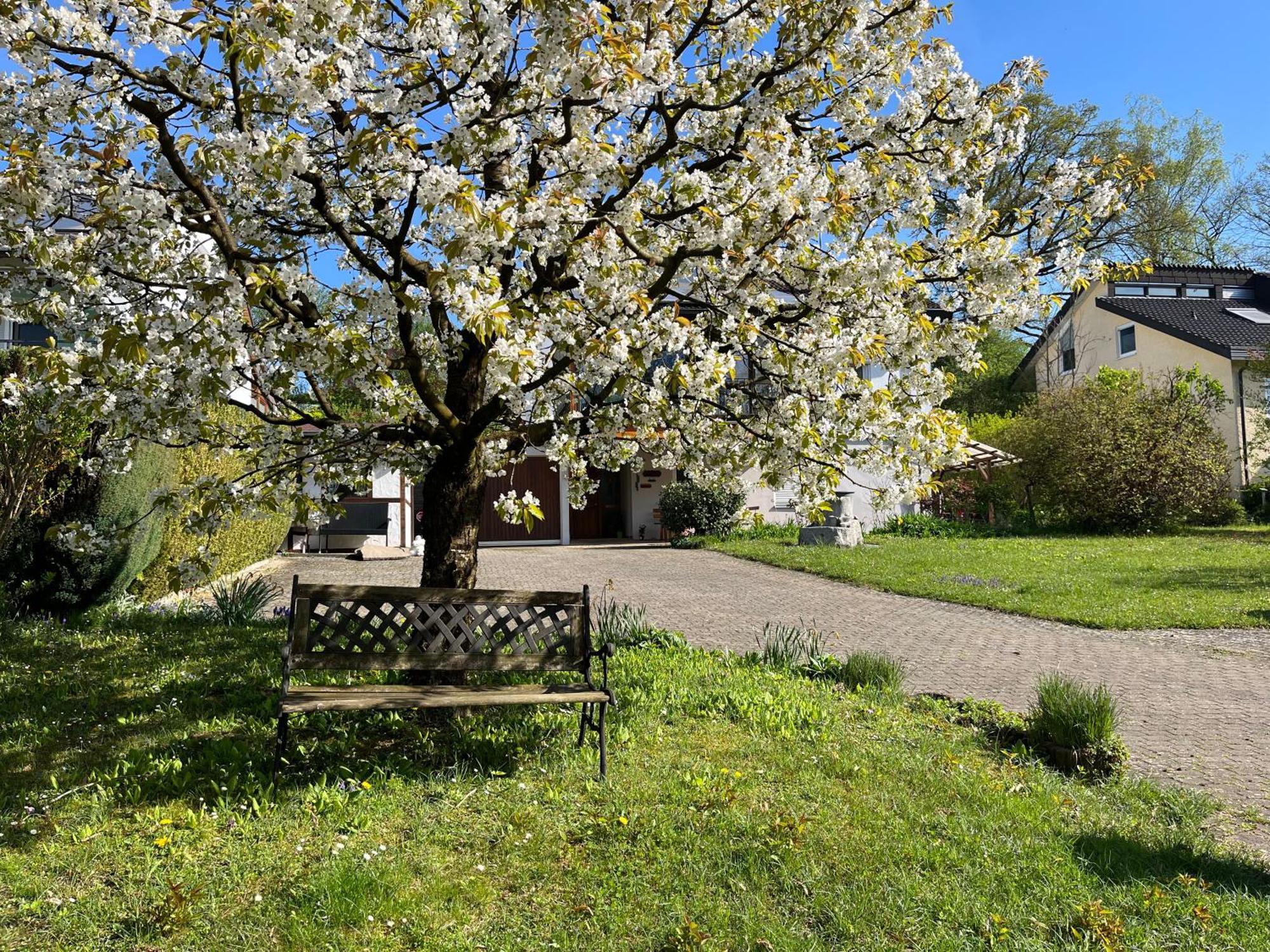 Ferienwohnung Am Kirschbaum الدنغن مولهوفن المظهر الخارجي الصورة